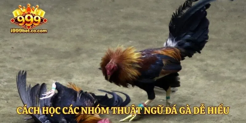 Cách học các nhóm thuật ngữ đá gà dễ hiểu