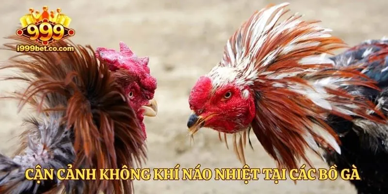 Cận cảnh không khí náo nhiệt tại các bồ gà Thomo 