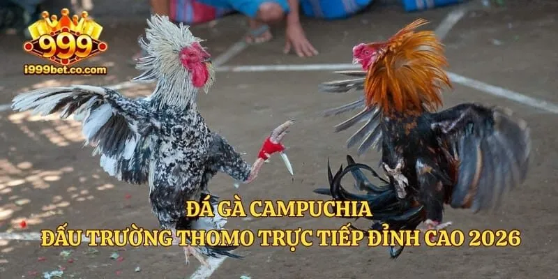 Đá Gà Campuchia – Đấu Trường Thomo Trực Tiếp Đỉnh Cao 2026