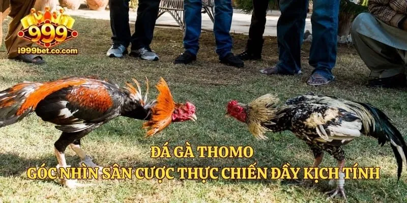 Đá Gà Thomo - Góc Nhìn Sân Cược Thực Chiến Đầy Kịch Tính