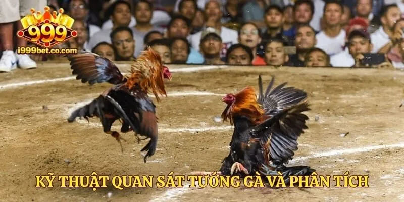 Kỹ thuật quan sát tướng gà và phân tích tỷ lệ kèo 