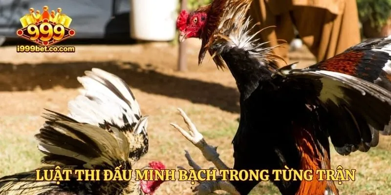 Luật thi đấu minh bạch trong từng trận đối kháng