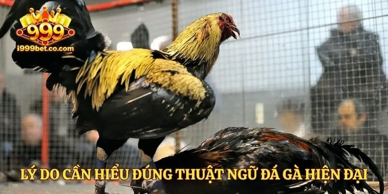 Lý do cần hiểu đúng thuật ngữ đá gà hiện đại