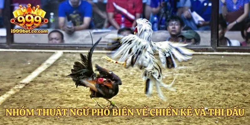 Nhóm thuật ngữ phổ biến về chiến kê và thi đấu