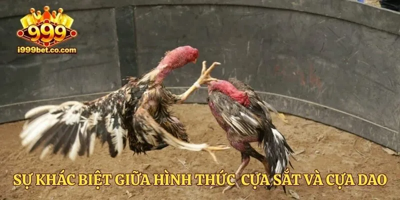 Sự khác biệt giữa hình thức đá gà cựa sắt và đá gà cựa dao 