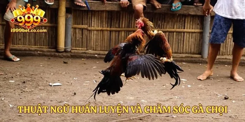 Thuật ngữ huấn luyện và chăm sóc gà chọi thực chiến