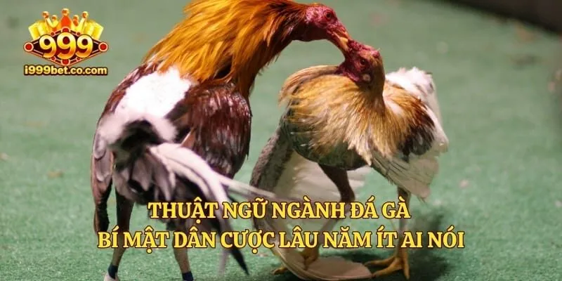 Thuật Ngữ Ngành Đá Gà - Bí Mật Dân Cược Lâu Năm Ít Ai Nói