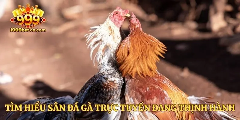 Tìm hiểu sân đá gà trực tuyến đang thịnh hành