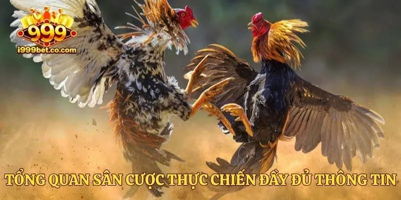 Tổng quan sân cược thực chiến đầy đủ thông tin