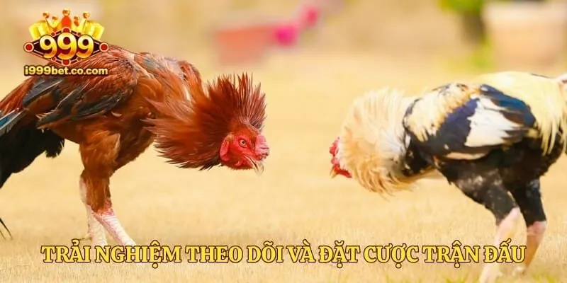 Trải nghiệm theo dõi và đặt cược trận đấu gà trực tiếp