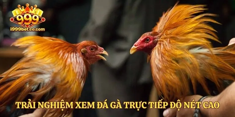 Trải nghiệm xem đá gà trực tiếp độ nét cao Full HD 